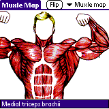 Muxles (muscles map)